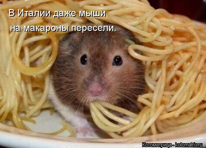 В Италии даже мыши на макароны пересели.... Котоматрица: В Италии даже мыши на макароны пересели.