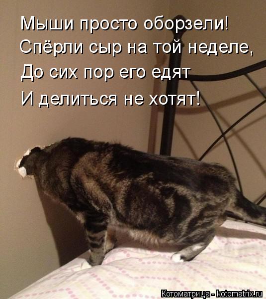 Мыши просто оборзели! Спёрли сыр на той неделе, До сих пор его едят И делиться не хотят!... Котоматрица: Мыши просто оборзели! Спёрли сыр на той неделе, До сих пор его едят И делиться не хотят!