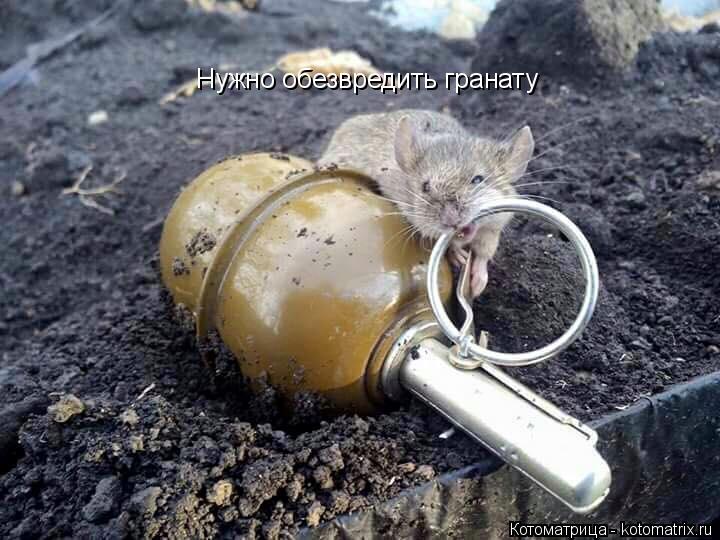 Нужно обезвредить гранату... Котоматрица: Нужно обезвредить гранату