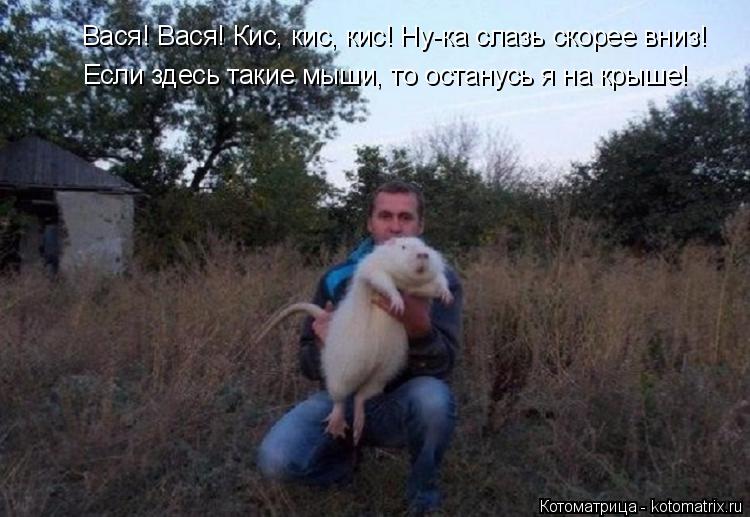 Котоматрица: Вася! Вася! Кис, кис, кис! Ну-ка слазь скорее вниз! Если здесь такие мыши, то останусь я на крыше!