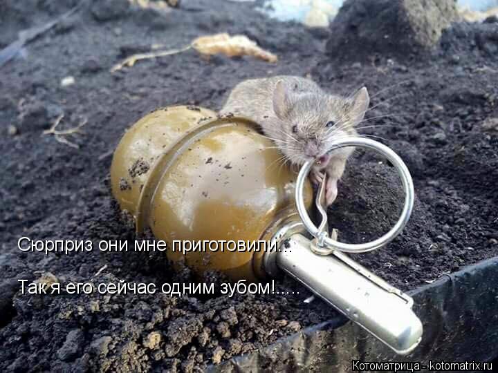 Котоматрица: Сюрприз они мне приготовили... Так я его сейчас одним зубом!.....
