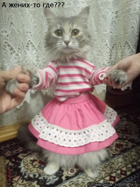 Котоматрица: А жених-то где???