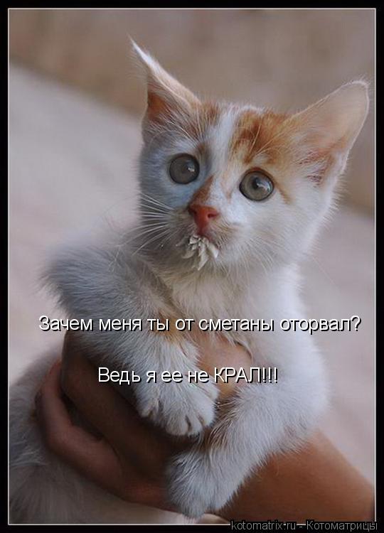 Котоматрица: Зачем меня ты от сметаны оторвал? Ведь я ее не КРАЛ!!!