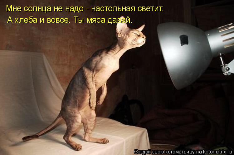 А хлеба и вовсе. Ты мяса давай. Мне солнца не надо - настольная светит.... Котоматрица: А хлеба и вовсе. Ты мяса давай. Мне солнца не надо - настольная светит.