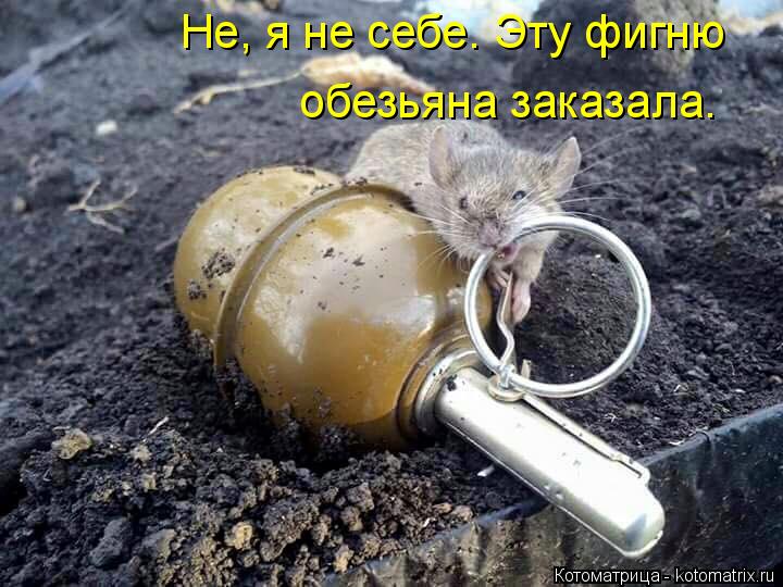 Не, я не себе. Эту фигню обезьяна заказала.... Котоматрица: Не, я не себе. Эту фигню обезьяна заказала.