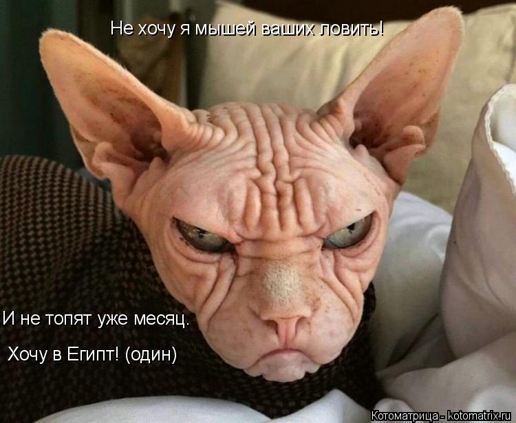 Не хочу я мышей ваших ловить! И не топят уже месяц. Хочу в Египт! (один)... Котоматрица: Не хочу я мышей ваших ловить! И не топят уже месяц. Хочу в Египт! (один)