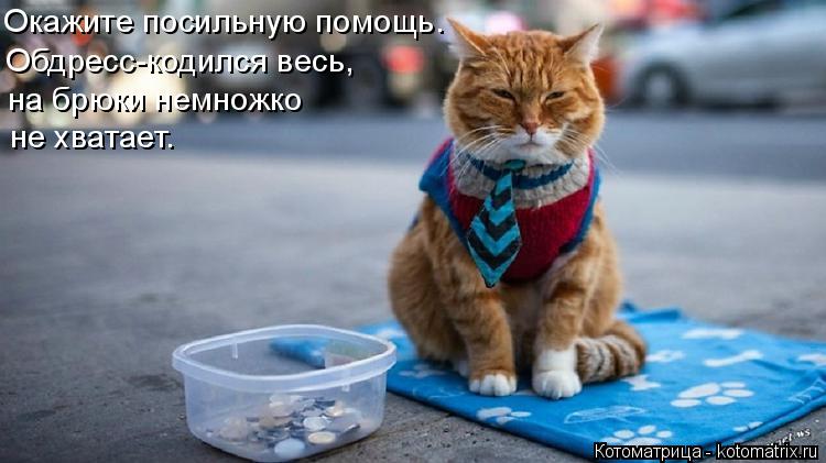 Окажите посильную помощь. Обдресс-кодился весь, на брюки немножко не хватает.... Котоматрица: Окажите посильную помощь. Обдресс-кодился весь, на брюки немножко не хватает.