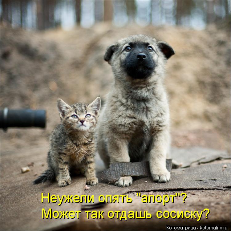 Неужели опять "апорт"? Может так отдашь сосиску?... Котоматрица: Неужели опять "апорт"? Может так отдашь сосиску?