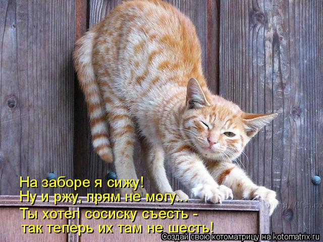 На заборе я сижу! Ну и ржу, прям не могу... Ты хотел сосиску съесть - так теперь их там не шесть!... Котоматрица: На заборе я сижу! Ну и ржу, прям не могу... Ты хотел сосиску съесть - так теперь их там не шесть!
