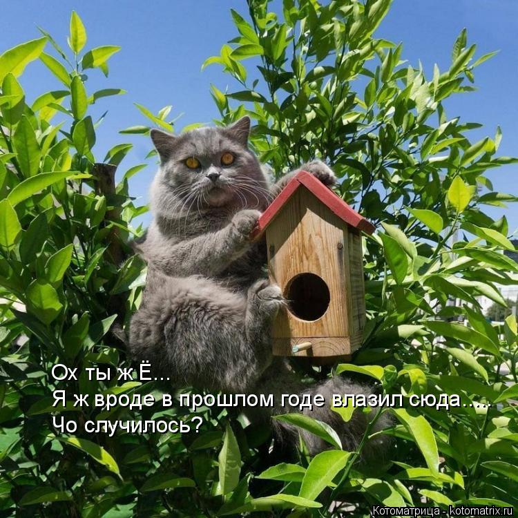 Ох ты ж Ё... Я ж вроде в прошлом годе влазил сюда..... Чо случилось?... Котоматрица: Ох ты ж Ё... Я ж вроде в прошлом годе влазил сюда..... Чо случилось?