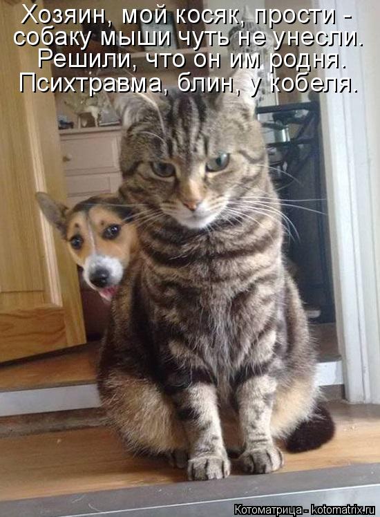 Хозяин, мой косяк, прости - собаку мыши чуть не унесли. Решили, что он им родня. Психтравма, блин, у ... Котоматрица: Хозяин, мой косяк, прости - собаку мыши чуть не унесли. Решили, что он им родня. Психтравма, блин, у кобеля.