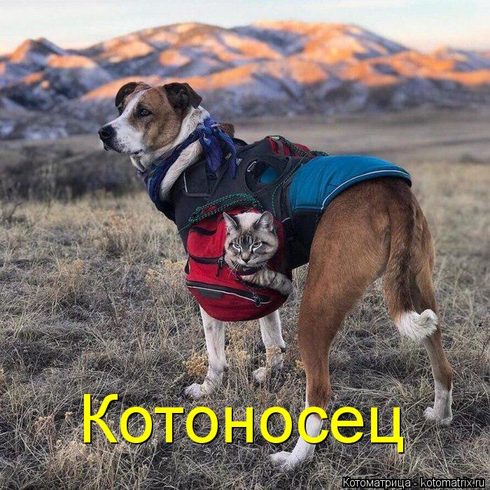 Котоносец... Котоматрица: Котоносец