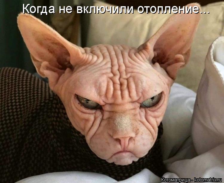 Когда не включили отопление...... Котоматрица: Когда не включили отопление...
