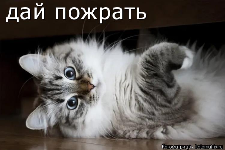 дай пожрать... Котоматрица: дай пожрать