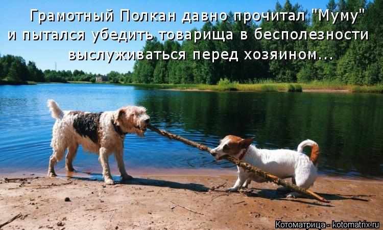 Грамотный Полкан давно прочитал "Муму" и пытался убедить товарища в бесполезности выслуживаться перед... Котоматрица: Грамотный Полкан давно прочитал "Муму" и пытался убедить товарища в бесполезности выслуживаться перед хозяином...