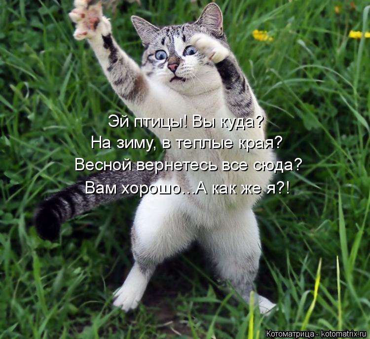 Эй птицы! Вы куда? На зиму, в теплые края? Весной вернетесь все сюда? Вам хорошо...А как же я?!... Котоматрица: Эй птицы! Вы куда? На зиму, в теплые края? Весной вернетесь все сюда? Вам хорошо...А как же я?!
