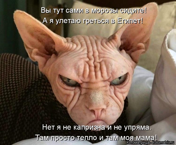 Вы тут сами в морозы сидите! А я улетаю греться в Египет! Нет я не капризна и не упряма. Там просто т... Котоматрица: Вы тут сами в морозы сидите! А я улетаю греться в Египет! Нет я не капризна и не упряма. Там просто тепло и там моя мама!