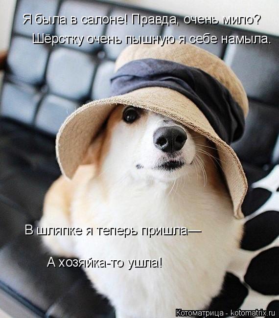 Я была в салоне! Правда, очень мило? Шёрстку очень пышную я себе намыла. В шляпке я теперь пришла— А ... Котоматрица: Я была в салоне! Правда, очень мило? Шёрстку очень пышную я себе намыла. В шляпке я теперь пришла— А хозяйка-то ушла!