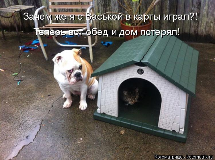 Зачем же я с Васькой в карты играл?! Теперь вот обед и дом потерял!... Котоматрица: Зачем же я с Васькой в карты играл?! Теперь вот обед и дом потерял!