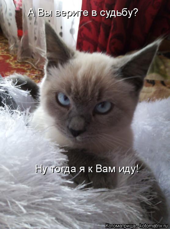 А Вы верите в судьбу? Ну тогда я к Вам иду!... Котоматрица: А Вы верите в судьбу? Ну тогда я к Вам иду!