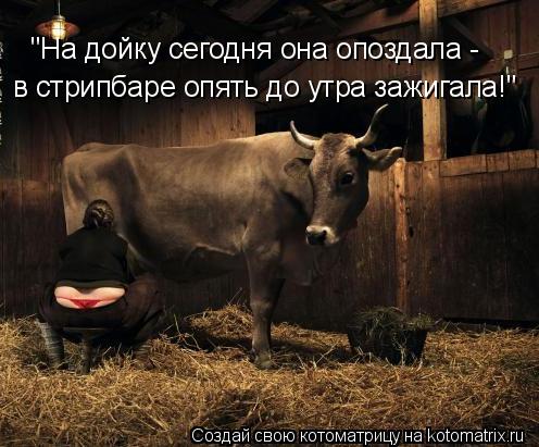 "На дойку сегодня она опоздала - в стрипбаре опять до утра зажигала!"... Котоматрица: "На дойку сегодня она опоздала - в стрипбаре опять до утра зажигала!"