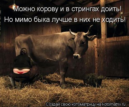 Можно корову и в стрингах доить! Но мимо быка лучше в них не ходить!... Котоматрица: Можно корову и в стрингах доить! Но мимо быка лучше в них не ходить!