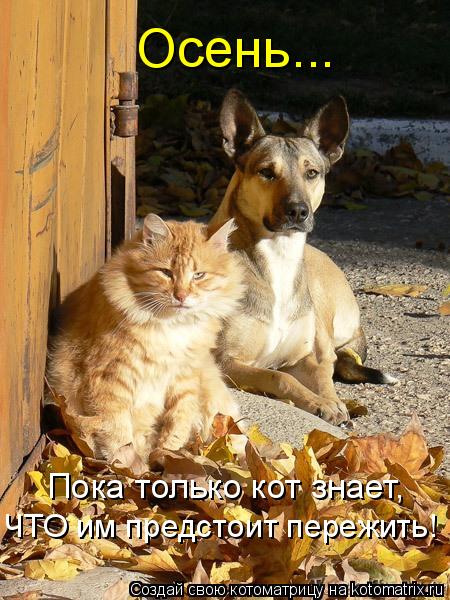 Осень... Пока только кот знает, ЧТО им предстоит пережить!... Котоматрица: Осень... Пока только кот знает, ЧТО им предстоит пережить!