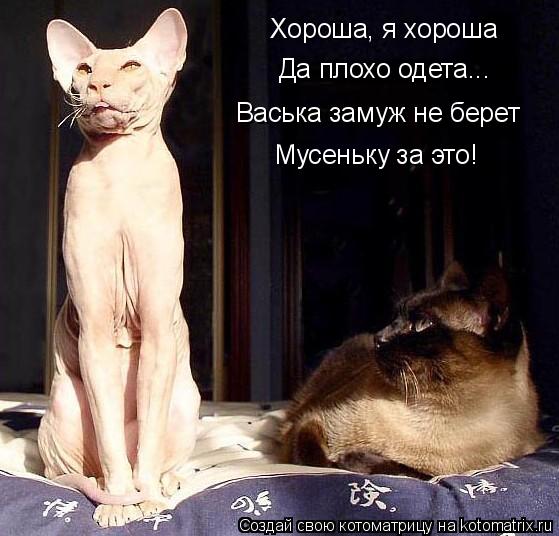Хороша, я хороша Да плохо одета... Васька замуж не берет Мусеньку за это!... Котоматрица: Хороша, я хороша Да плохо одета... Васька замуж не берет Мусеньку за это!