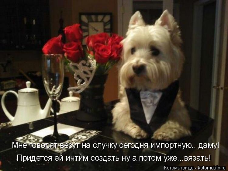 Придется ей интим создать ну а потом уже...вязать! Мне говорят везут на случку сегодня импортную...да... Котоматрица: Придется ей интим создать ну а потом уже...вязать! Мне говорят везут на случку сегодня импортную...даму!
