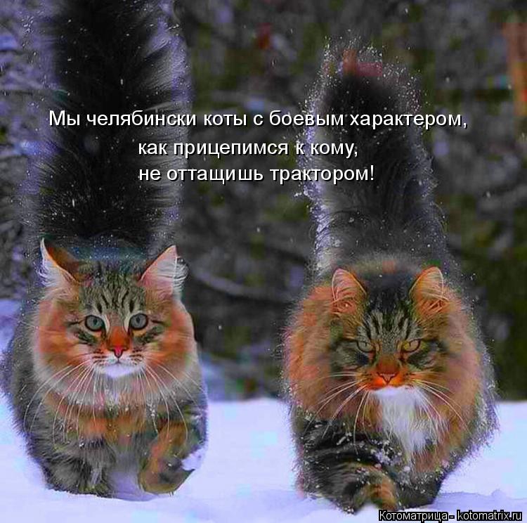 Мы челябински коты с боевым характером, как прицепимся к кому, не оттащишь трактором!... Котоматрица: Мы челябински коты с боевым характером, как прицепимся к кому, не оттащишь трактором!