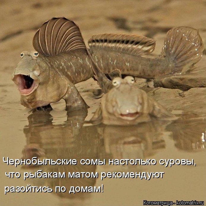 Чернобыльские сомы настолько суровы, что рыбакам матом рекомендуют разойтись по домам!... Котоматрица: Чернобыльские сомы настолько суровы, что рыбакам матом рекомендуют разойтись по домам!