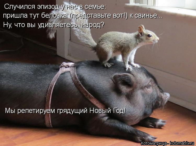 Случился эпизод у нас в семье: пришла тут белочка (представьте вот!) к свинье... Ну, что вы удивляете... Котоматрица: Случился эпизод у нас в семье: пришла тут белочка (представьте вот!) к свинье... Ну, что вы удивляетесь, народ? Мы репетируем грядущий Новый Го?