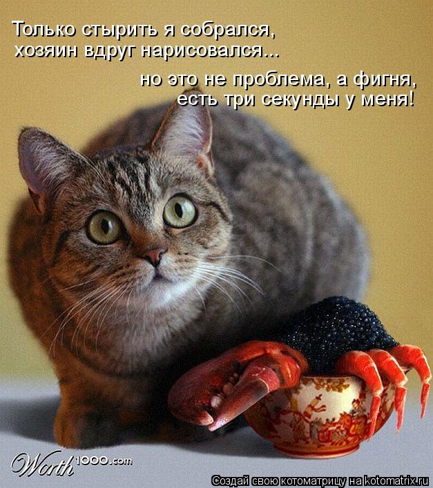 Только стырить я собрался, хозяин вдруг нарисовался... но это не проблема, а фигня, есть три секунды ... Котоматрица: Только стырить я собрался, хозяин вдруг нарисовался... но это не проблема, а фигня, есть три секунды у меня!