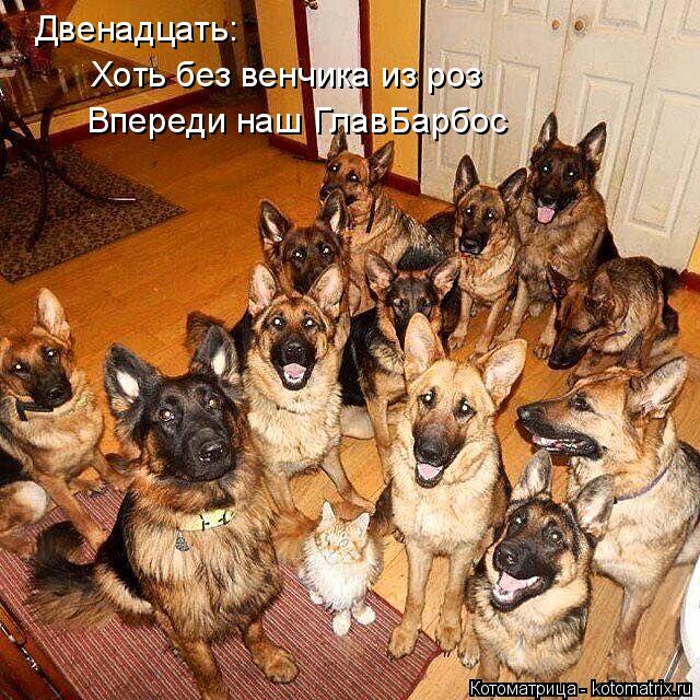 Двенадцать: Хоть без венчика из роз Впереди наш ГлавБарбос... Котоматрица: Двенадцать: Хоть без венчика из роз Впереди наш ГлавБарбос
