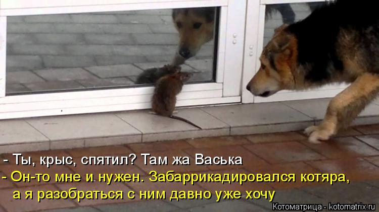 - Ты, крыс, спятил? Там жа Васька - Он-то мне и нужен. Забаррикадировался котяра, а я разобраться с ... Котоматрица: - Ты, крыс, спятил? Там жа Васька - Он-то мне и нужен. Забаррикадировался котяра, а я разобраться с ним давно уже хочу