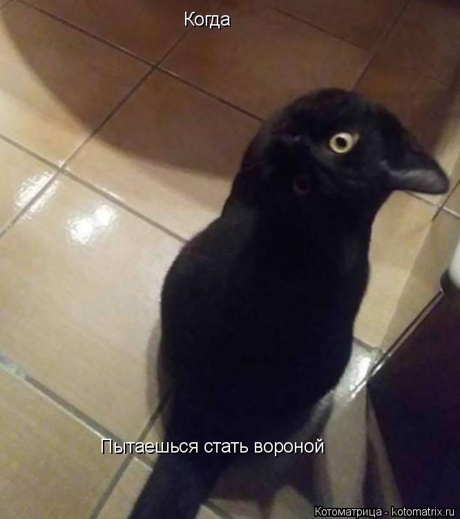 Когда Пытаешься стать вороной... Котоматрица: Когда Пытаешься стать вороной