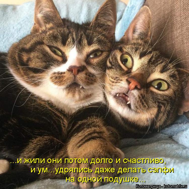 ...и жили они потом долго и счастливо, и ум...удрялись даже делать сэлфи на одной подушке...... Котоматрица: ...и жили они потом долго и счастливо, и ум...удрялись даже делать сэлфи на одной подушке...