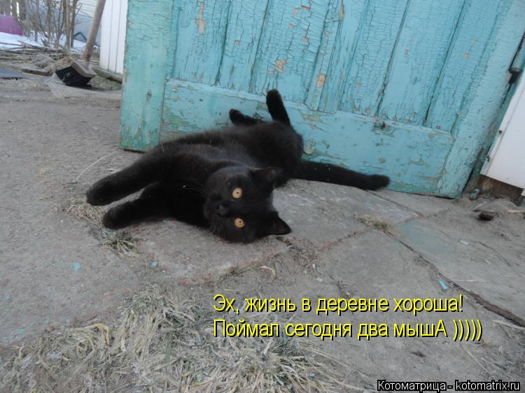 Эх, жизнь в деревне хороша! Поймал сегодня два мышА )))))... Котоматрица: Эх, жизнь в деревне хороша! Поймал сегодня два мышА )))))