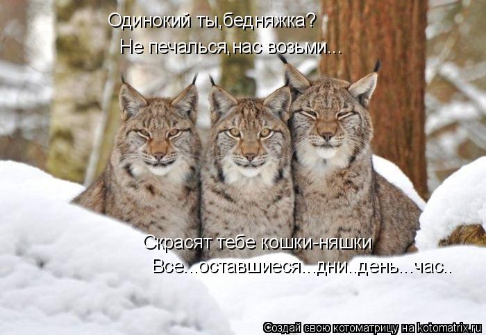 Одинокий ты,бедняжка? Не печалься,нас возьми... Скрасят тебе кошки-няшки Все...оставшиеся...дни..ден... Котоматрица: Одинокий ты,бедняжка? Не печалься,нас возьми... Скрасят тебе кошки-няшки Все...оставшиеся...дни..день...час..