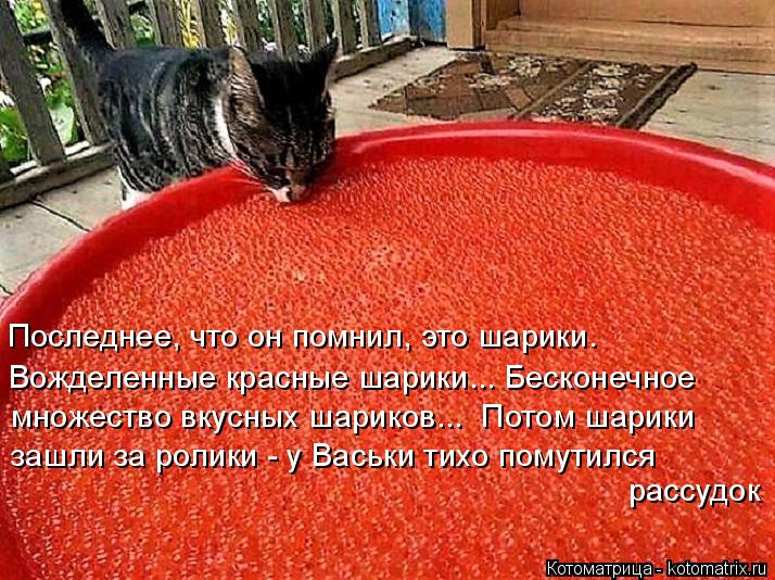 Последнее, что он помнил, это шарики. Вожделенные красные шарики... Бесконечное множество вкусных шар... Котоматрица: Последнее, что он помнил, это шарики. Вожделенные красные шарики... Бесконечное множество вкусных шариков... Потом шарики зашли за ролики - у