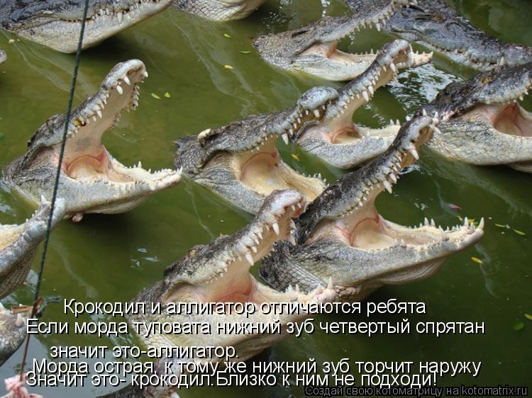 Крокодил и аллигатор отличаются ребята Если морда туповата нижний зуб четвертый спрятан значит это-ал... Котоматрица: Крокодил и аллигатор отличаются ребята Если морда туповата нижний зуб четвертый спрятан значит это-аллигатор. Морда острая, к тому же нижн?