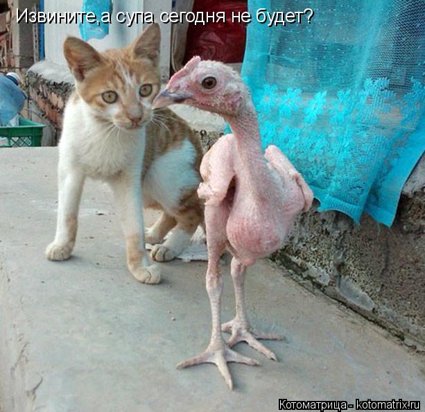 Извините,а супа сегодня не будет?... Котоматрица: Извините,а супа сегодня не будет?