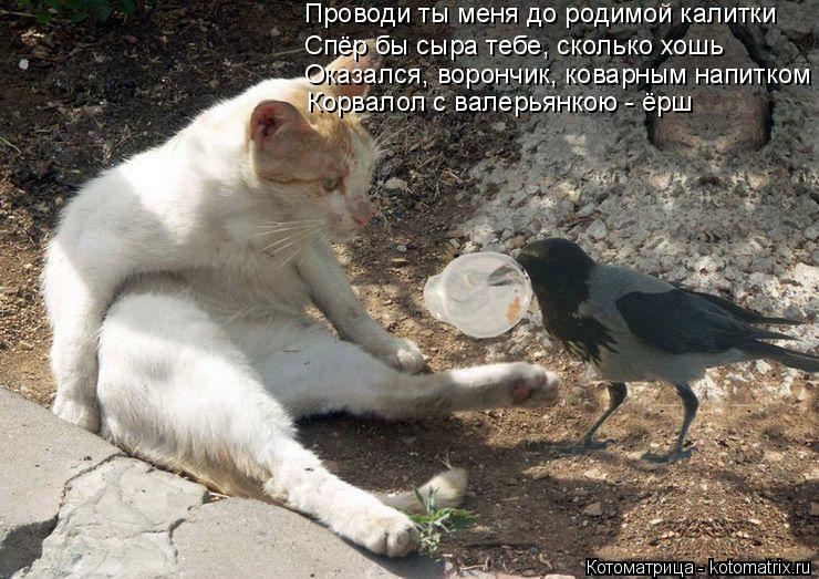 Проводи ты меня до родимой калитки Спёр бы сыра тебе, сколько хошь Оказался, ворончик, коварным нап... Котоматрица: Проводи ты меня до родимой калитки Спёр бы сыра тебе, сколько хошь Оказался, ворончик, коварным напитком Корвалол с валерьянкою - ёрш