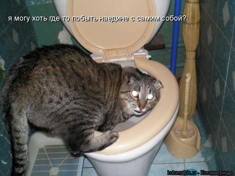 Котоматрица: я могу хоть где то побыть наедине с самим собой?