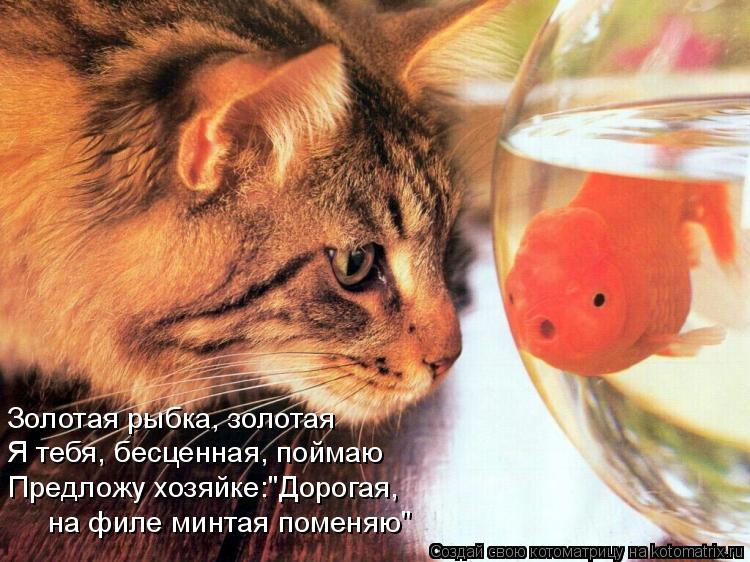 Котоматрица: Золотая рыбка, золотая Я тебя, бесценная, поймаю  Предложу хозяйке:"Дорогая, на филе минтая поменяю"