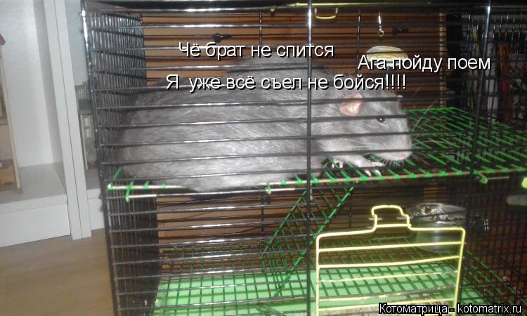 Чё брат не спится Чё брат не спится Ага пойду поем Я уже всё съел не бойся!!!!... Котоматрица: Чё брат не спится Чё брат не спится Ага пойду поем Я уже всё съел не бойся!!!!