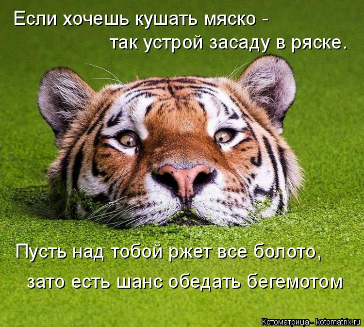 Если хочешь кушать мяско - так устрой засаду в ряске. Пусть над тобой ржет все болото, зато есть шанс... Котоматрица: Если хочешь кушать мяско - так устрой засаду в ряске. Пусть над тобой ржет все болото, зато есть шанс обедать бегемотом