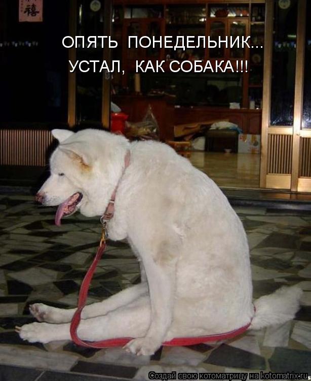 ОПЯТЬ ПОНЕДЕЛЬНИК... УСТАЛ, КАК СОБАКА!!!... Котоматрица: ОПЯТЬ ПОНЕДЕЛЬНИК... УСТАЛ, КАК СОБАКА!!!