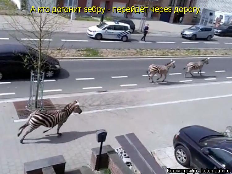 Котоматрица: А кто догонит зебру - перейдёт через дорогу.