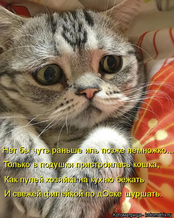Нет бы чуть раньше иль позже немножко.... Только в подушки пристроилась кошка, Как пулей хозяйка на к... Котоматрица: Нет бы чуть раньше иль позже немножко.... Только в подушки пристроилась кошка, Как пулей хозяйка на кухню бежать И свежей филейкой по дОске ш?